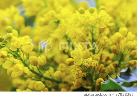Tall Oregon grape - Mahonia aquifolium 57038385