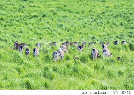 Herd of European roe deer - Capreolus capreolus Herd of European roe deer - Capreolus capreolus 57038748