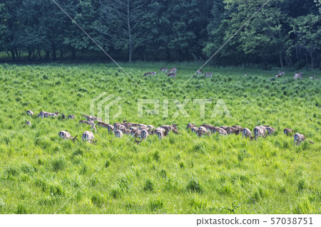 Herd of European roe deer - Capreolus capreolus Herd of European roe deer - Capreolus capreolus 57038751