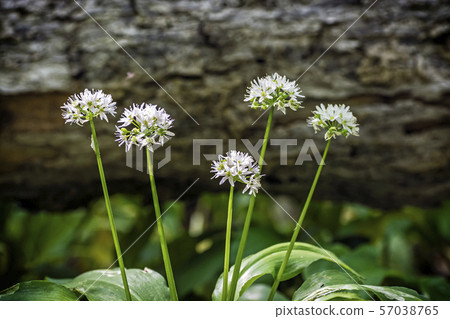 Flowering Allium ursinum plant Flowering Allium ursinum plant 57038765