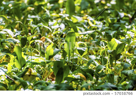 Allium ursinum plants Allium ursinum plants 57038766