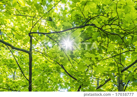 Refraction of sunlight in the trees, natural 57038777