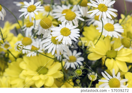 Common daisies and chrysanthemum flowers Common daisies and chrysanthemum flowers 57039272