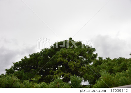 Ring dragon pine Ring dragon pine 57039542
