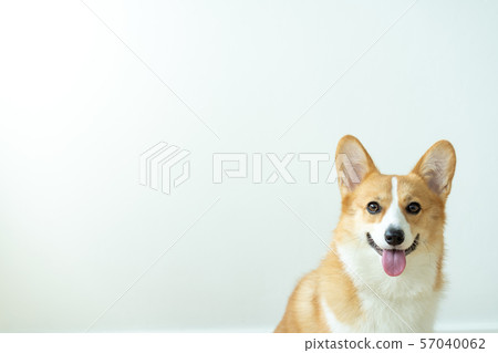Dog corgi sits happily smiling while waiting for 57040062