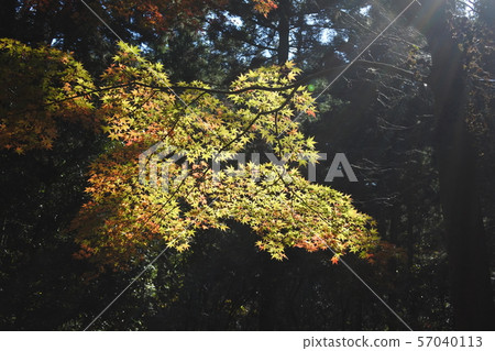 Autumn leaves 7 Autumn leaves 7 57040113