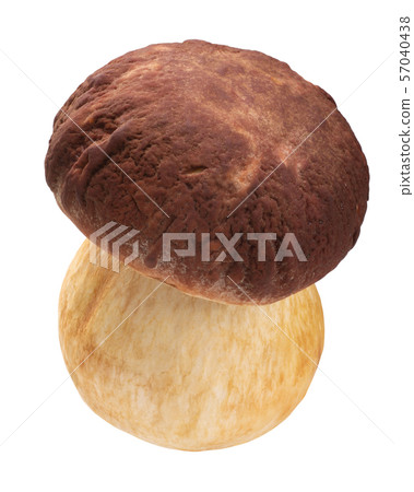 Cep porcino b. edulis mushroom, paths 57040438