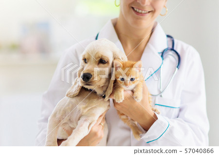 Vet with dog and cat. Puppy and kitten at doctor. 57040866