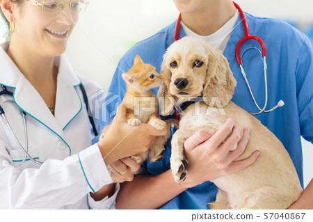 Vet with dog and cat. Puppy and kitten at doctor. Vet with dog and cat. Puppy and kitten at doctor. 57040867