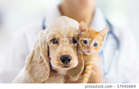 Vet with dog and cat. Puppy and kitten at doctor. 57040869