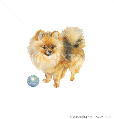Watercolor pomeranian spitz dog Watercolor pomeranian spitz dog 57040898