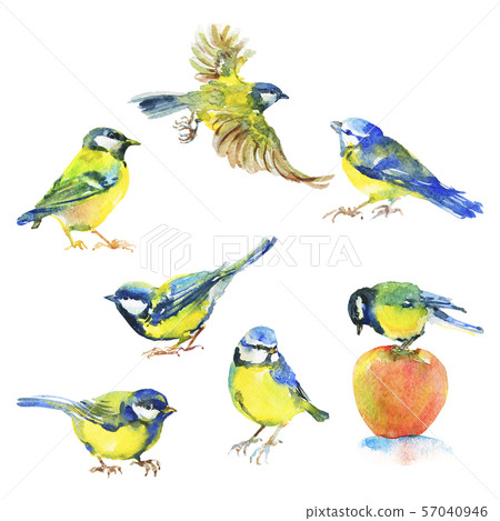 Watercolor titmouses birds 57040946