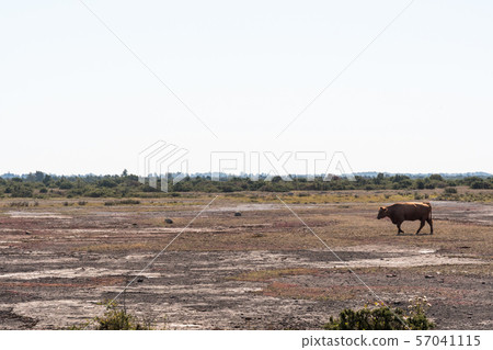 Cow walks in a great plain barren landscape Cow walks in a great plain barren landscape 57041115