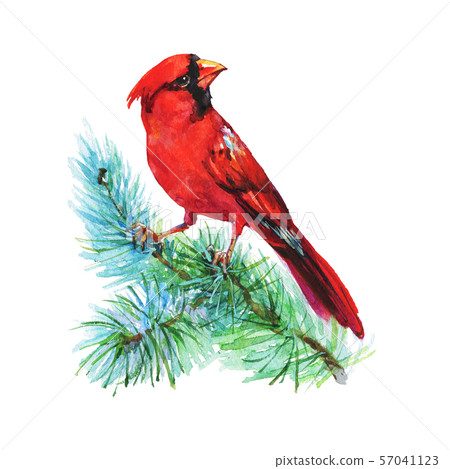 Watercolor red cardinal bird Watercolor red cardinal bird 57041123