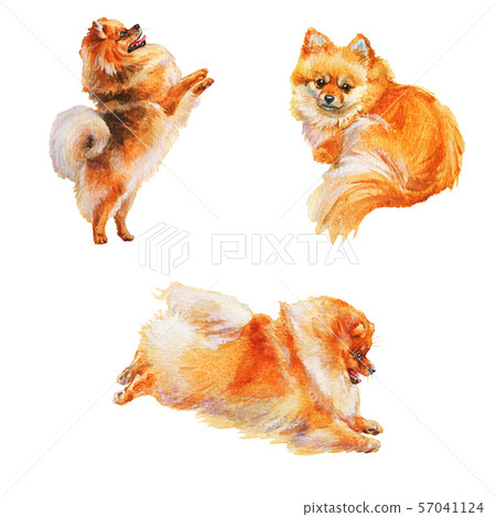 Watercolor pomeranian spitz dogs 57041124