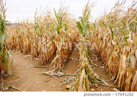Dried corn stalks in a corn maze on pumpkin fair Dried corn stalks in a corn maze on pumpkin fair 57041282