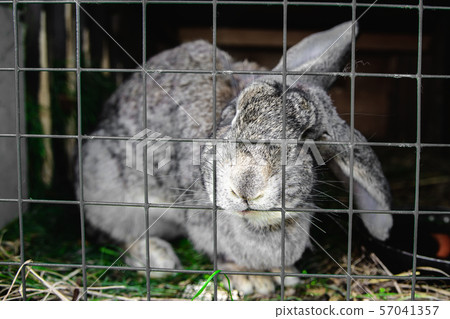 rabbit in a cage at shallow depth of field rabbit in a cage at shallow depth of field 57041357