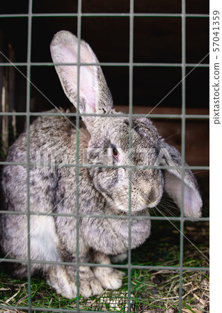 rabbit in a cage at shallow depth of field 57041359