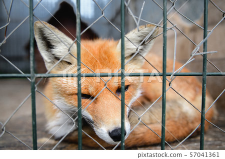 fox behind the metal grid 57041361