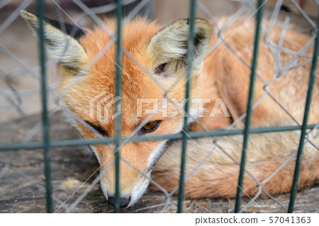 fox behind the metal grid fox behind the metal grid 57041363