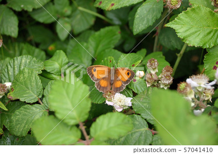 Female gatekeeper butterfly 57041410