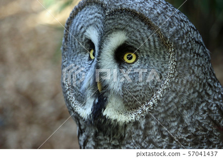 Great grey owl Great grey owl 57041437