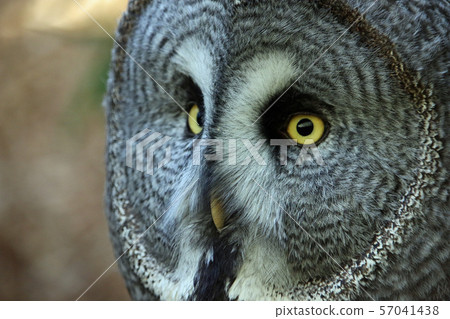 Great grey owl Great grey owl 57041438