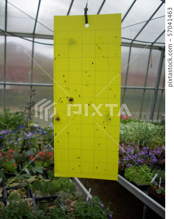 Fly paper in greenhouse Fly paper in greenhouse 57041463