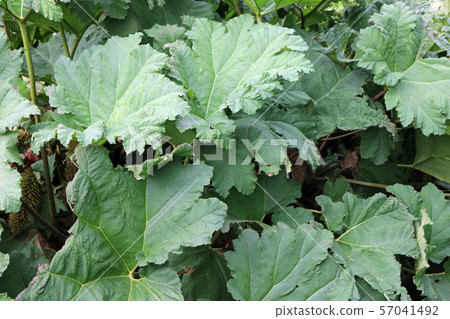 Gunnera plant leaves 57041492