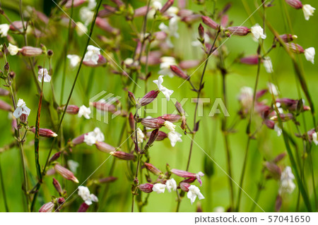 White lord mantema 57041650