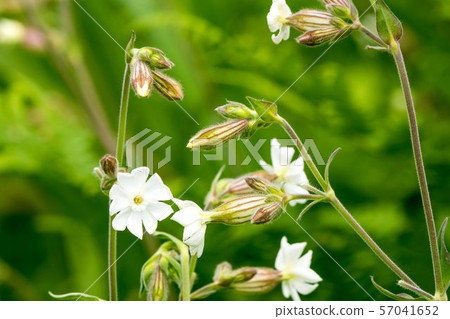 White lord mantema White lord mantema 57041652