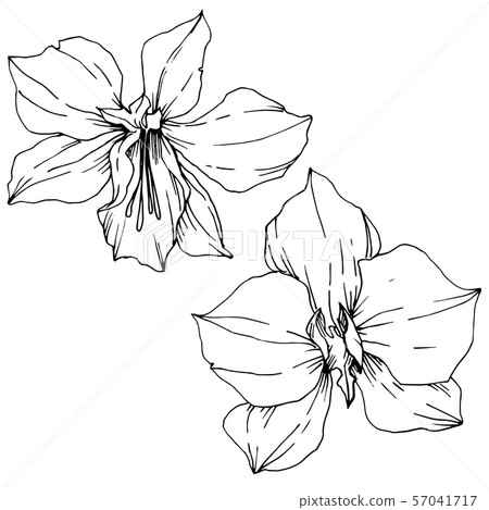 Vector Tropical flowers and leaves isolated. Black and white engraved ink art. Isolated plant 57041717
