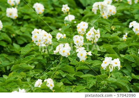 馬鈴薯田 57042090