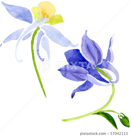 Blue yellow brugmansia floral botanical flowers. Watercolor background set. Isolated brugmansia 57042113