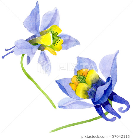 Blue yellow brugmansia floral botanical flowers. Watercolor background set. Isolated brugmansia 57042115