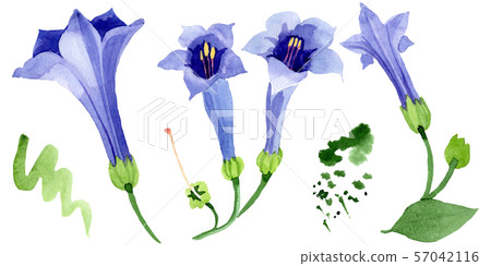 Blue brugmansia floral botanical flowers. Watercolor background set. Isolated brugmansia 57042116