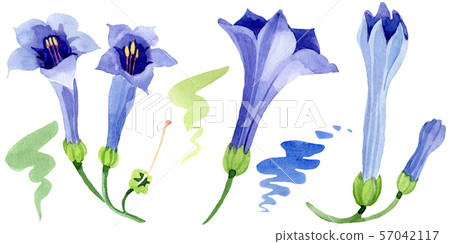 Blue brugmansia floral botanical flowers. Watercolor background set. Isolated brugmansia Blue brugmansia floral botanical flowers. Watercolor background set. Isolated brugmansia 57042117