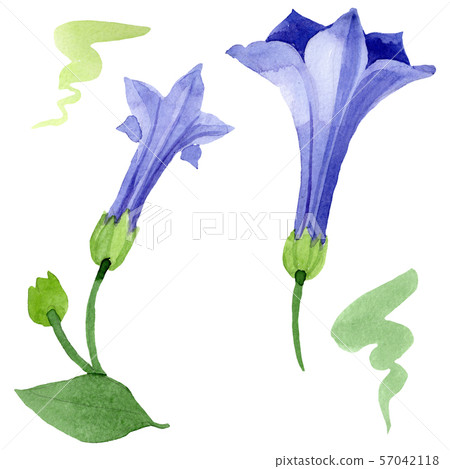 Blue brugmansia floral botanical flowers. Watercolor background set. Isolated brugmansia Blue brugmansia floral botanical flowers. Watercolor background set. Isolated brugmansia 57042118
