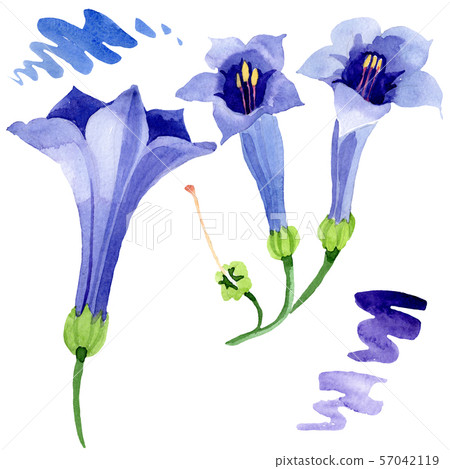 Blue brugmansia floral botanical flowers. Watercolor background set. Isolated brugmansia Blue brugmansia floral botanical flowers. Watercolor background set. Isolated brugmansia 57042119