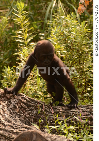Western lowland gorilla 40 57042535