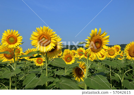 Sunflower field, Mashiko-machi, Tochigi Prefecture Sunflower field, Mashiko-machi, Tochigi Prefecture 57042615
