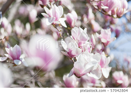 Natural spring flower, many blooming beauty 57042804