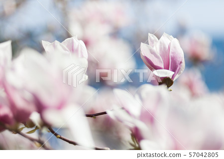 Natural spring flower, many blooming beauty Natural spring flower, many blooming beauty 57042805