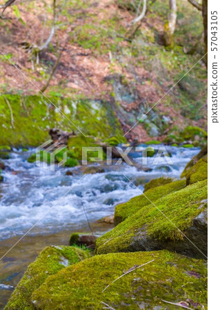 May [Fukushima Prefecture Minamiaizu] Moss, fresh green and clear stream on the way to Ouchijuku 57043105