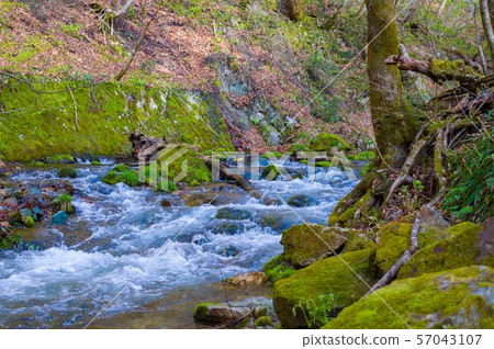 May [Fukushima Prefecture Minamiaizu] Moss, fresh green and clear stream on the way to Ouchijuku 57043107