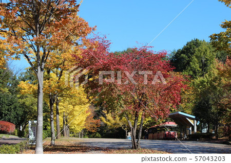 Autumn leaves and park 57043203