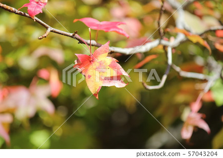 Autumn leaves (up) Autumn leaves (up) 57043204