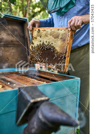 Process of harvesting honey from wooden beehive outdoors Process of harvesting honey from wooden beehive outdoors 57043435