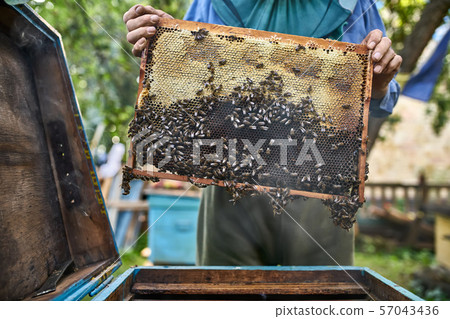 Process of harvesting honey from wooden beehive outdoors Process of harvesting honey from wooden beehive outdoors 57043436