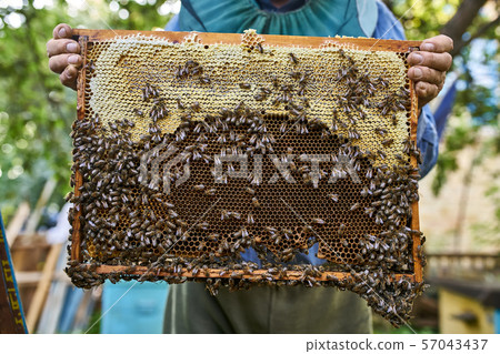 Process of harvesting honey from wooden beehive outdoors Process of harvesting honey from wooden beehive outdoors 57043437